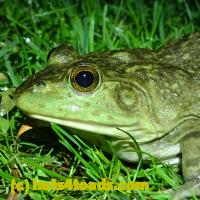 /home//u458753944/public_html/sourcegallery//Frogs/More bullfrogs/P6020055.JPG